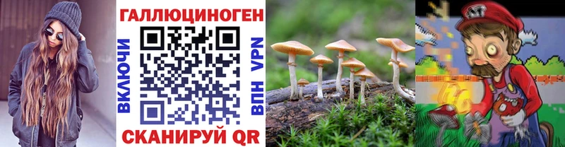 darknet как зайти  Кедровый  Псилоцибиновые грибы Psilocybe 